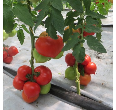 Томат Целестін F1 | Celestin F1, Clause