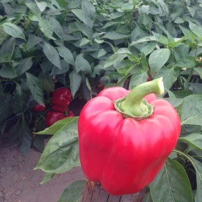 Перець Тібо F1 | Tibo F1, Clause