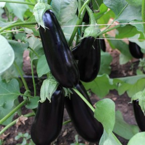 Баклажан Октавія F1 | Oktaviya  F1, Clause