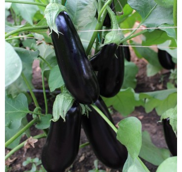 Баклажан Октавія F1 | Oktaviya  F1, Clause