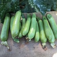 Кабачок Ясна F1 | Yasna F1, Clause