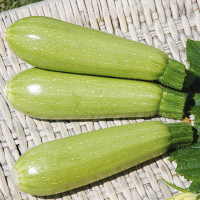 Кабачок Супер Донія F1 | Super Doniya F1, Clause