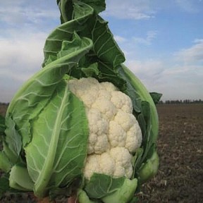 Капуста цветная Трайдент F1 | Trajdent F1, Clause