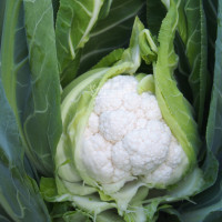 Капуста цвітна Дюрок F1 | DyuroF1, Clause