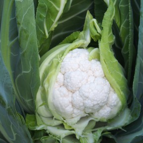 Капуста цветная Дюрок F1 | Dyurok F1, Clause