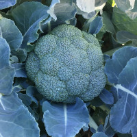 Капуста броколі Вавілон F1 | Vavilon F1, Clause