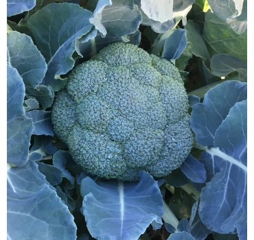 Капуста броколі Вавілон F1 | Vavilon F1, Clause