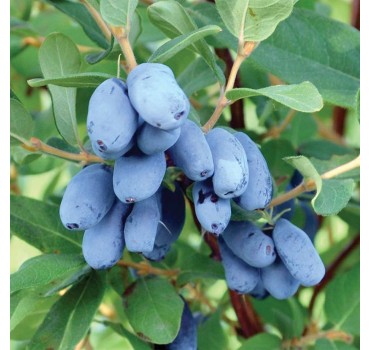 Жимолость Бореал Бист, Fruitech