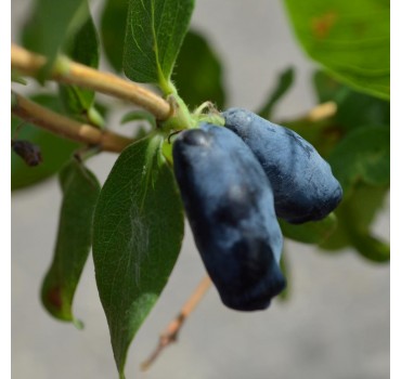 Жимолость Бореал Бліззард, Fruitech