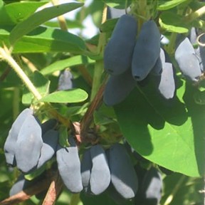 Жимолость Уссульга, Fruitech