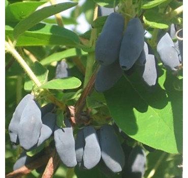 Жимолость Уссульга, Fruitech