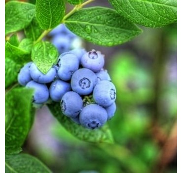 Лохина Дюк, Fruitech