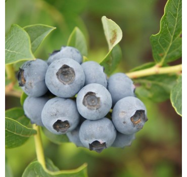 Лохина Река, Fruitech