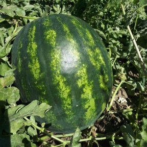 Арбуз Бонта F1 | Bonta F1, Seminis