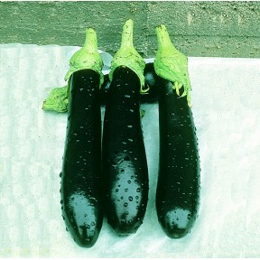 Баклажан Валентина F1 | Valentina F1, Seminis