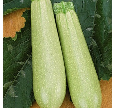 Кабачок Іскандер F1 | Eskenderany F1, Seminis Кабачок Іскандер F1 | Eskenderany F1, Seminis