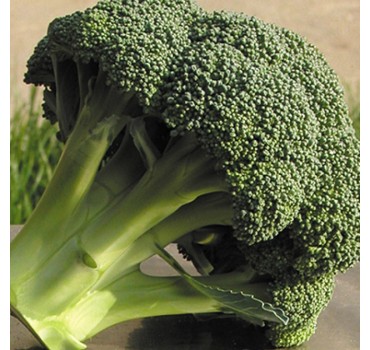 Капуста броколі Айронмен F1 | Ironman F1, Seminis