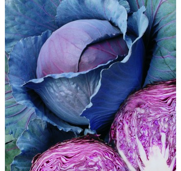 Капуста червоноголова Ред Дінасті F1 | Red Dynasty F1, Seminis