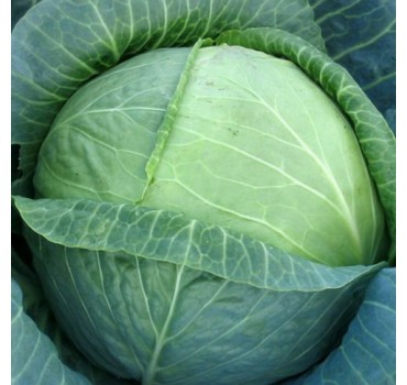 Капуста білоголова Атрія F1 | Atria F1, Seminis