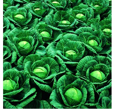 Капуста білоголова Рінда F1 | Rinda F1, Seminis