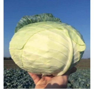 Капуста білоголова Мензанія F1 | Menzania F1, Seminis