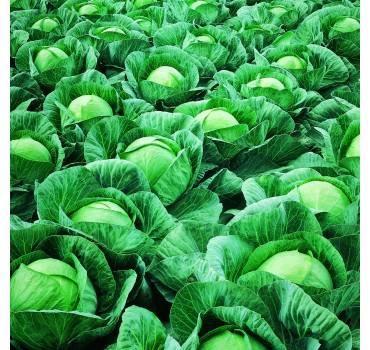 Капуста білоголова Вестрі F1 | Vestri F1, Seminis