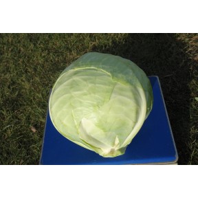Капуста білоголова Аммон F1 | Ammon F1, Seminis