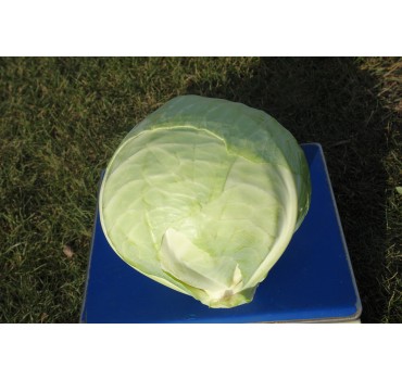 Капуста білоголова Аммон F1 | Ammon F1, Seminis