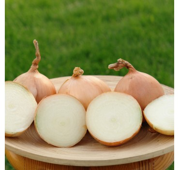 Цибуля Кенді F1 | Candy F1, Seminis Цибуля Кенді F1 | Candy F1, Seminis