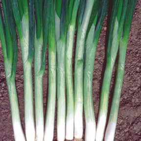 Лук Грин Баннер | Green Banner, Seminis