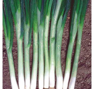 Цибуля Грін Баннер | Green Banner, Seminis