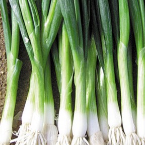 Лук Бая Верде | Baja Verde, Seminis