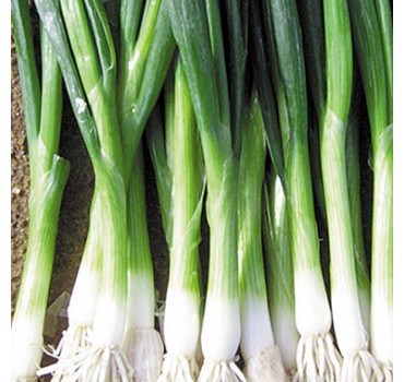 Цибуля Бая Верде | Baja Verde, Seminis