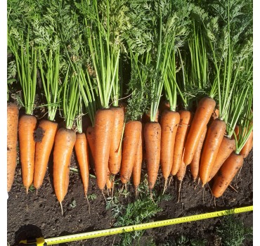 Морква СВ 3118 F1 | SV 3118 F1, Seminis