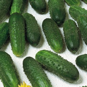 Огурец Маринда F1 | Marinda F1, Seminis Огурец Маринда F1 | Marinda F1, Seminis