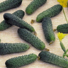 Огурец Меренга F1 | Merengue F1, Seminis Огурец Меренга F1 | Merengue F1, Seminis