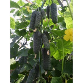 Огурец СВ 4097 F1 | SV 4097 F1, Seminis Огурец СВ 4097 F1 | SV 4097 F1, Seminis