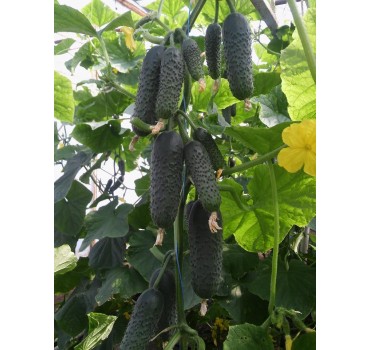 Огірок СВ 4097 F1 | SV 4097 F1, Seminis