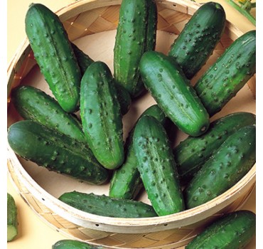 Огірок Наташа F1 | Natasha F1, Seminis