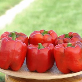 Перець Арістотель F1 | Aristotle F1, Seminis