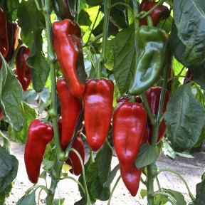 Перець Каптур F1 | Kaptur F1, Seminis