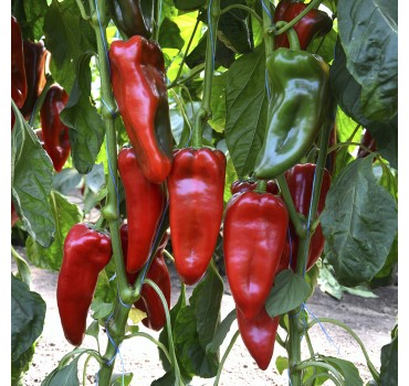 Перець Каптур F1 | Kaptur F1, Seminis Перець Каптур F1 | Kaptur F1, Seminis