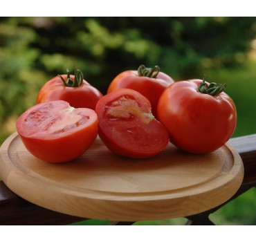 Томат Таня F1 | Tanya F1, Seminis