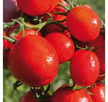 Томат Перфектпіл F1 | Perfectpeel F1, Seminis Томат Перфектпіл F1 | Perfectpeel F1, Seminis