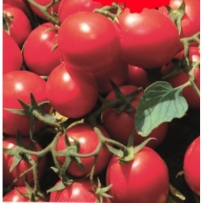 Томат ЯГ 8810 F1 | JAG 8810 F1, Seminis