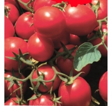 Томат ЯГ 8810 F1 | JAG 8810 F1, Seminis