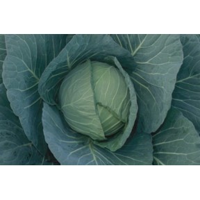 Капуста Чірз F1 | Cheers F1, Takii Seeds