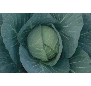 Капуста Чірз F1 | Cheers F1, Takii Seeds