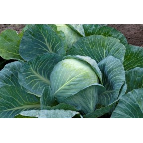 Капуста Структа F1 | Strykta F1, Takii Seeds