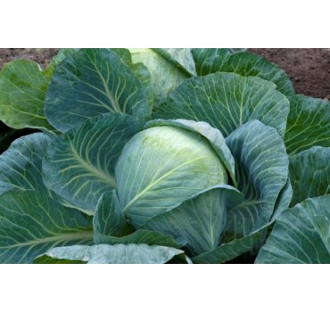 Капуста Структа F1 | Strykta F1, Takii Seeds